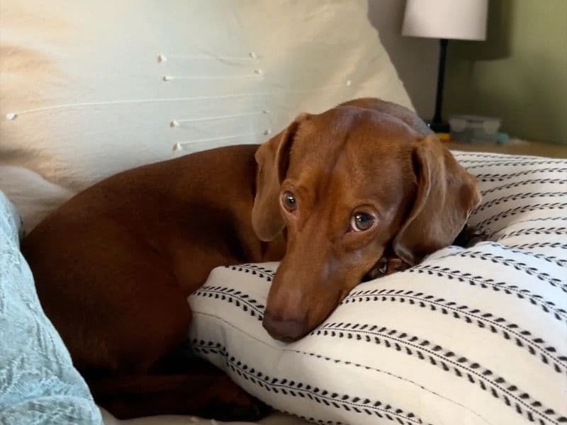 Winston primary photo