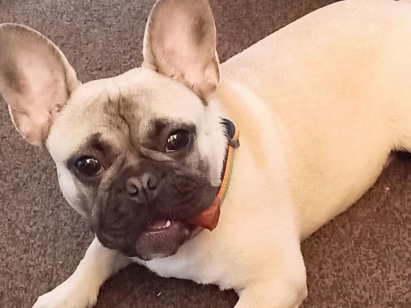 French Bulldog 1 year old male medium named Samuel for breeding in Lancashire, England | Petmeetly