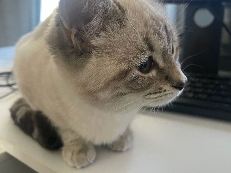 Yuki - Tabby | Petmeetly