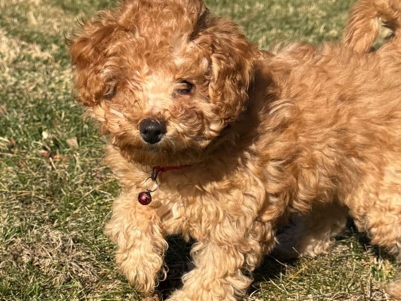 Miniature Poodle 3 months old female small named Poppy for sale in Dauphin County, Pennsylvania | Petmeetly