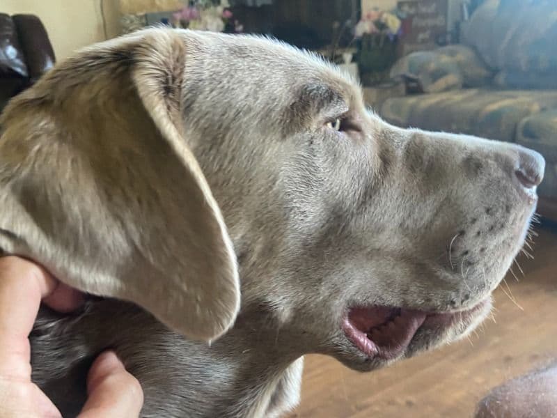 English Labrador Retriever 2 years 9 months old male large named Bear for breeding in Gregg County, Texas | Petmeetly