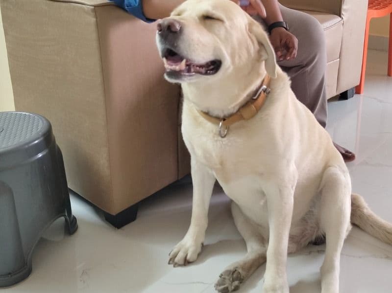 English Labrador Retriever 5 years 4 months old male large named Bruno for breeding in Hyderabad, Telangana | Petmeetly