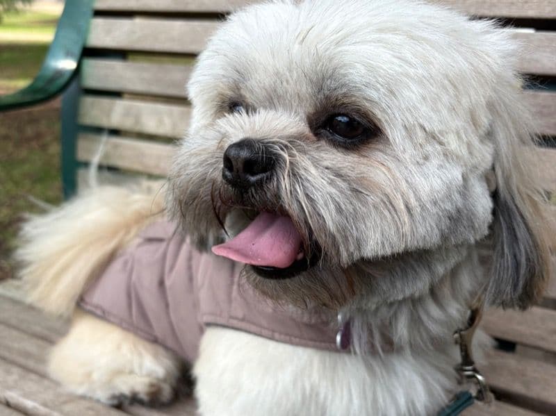 Shiranian 2 years 8 months old male small named Mr Pinkie for breeding | Petmeetly