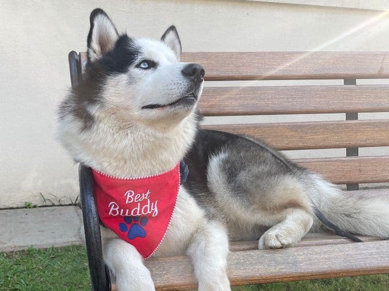 Siberian Husky 5 years 5 months old male medium named Togo for breeding in Bangalore Division, Karnataka | Petmeetly