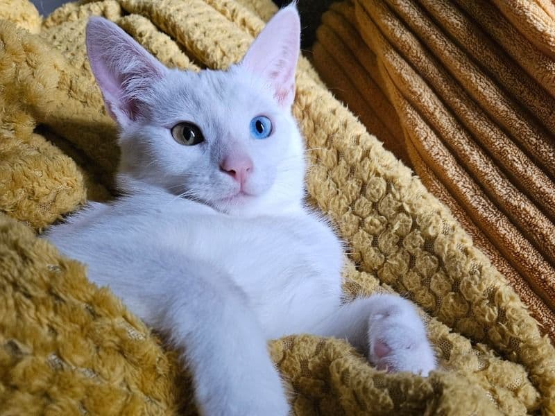 Domestic Shorthair 1 year 6 months old female named Luna for breeding in Greater London, England | Petmeetly