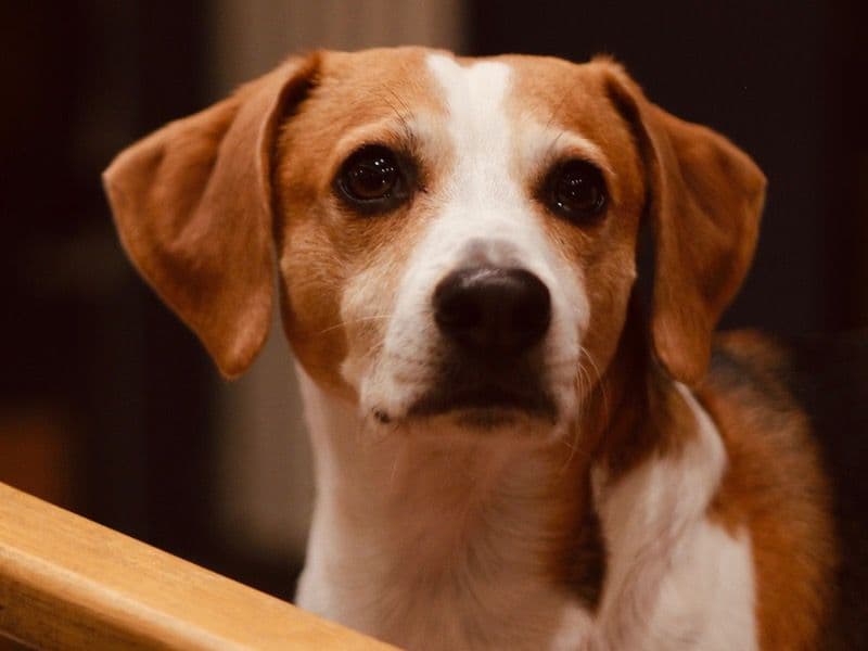 Jake primary photo