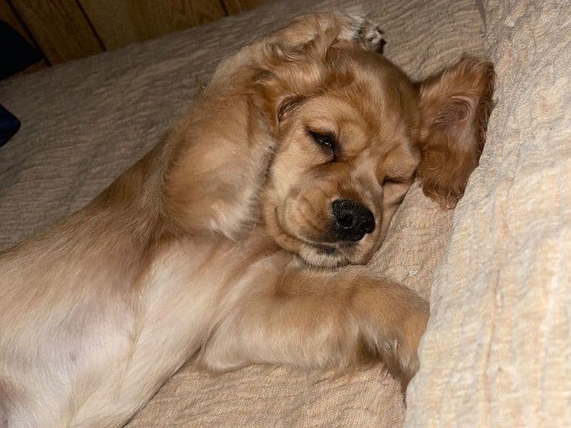 English Cocker Spaniel 1 year 3 months old male medium named Max for breeding in Riverside County, California | Petmeetly