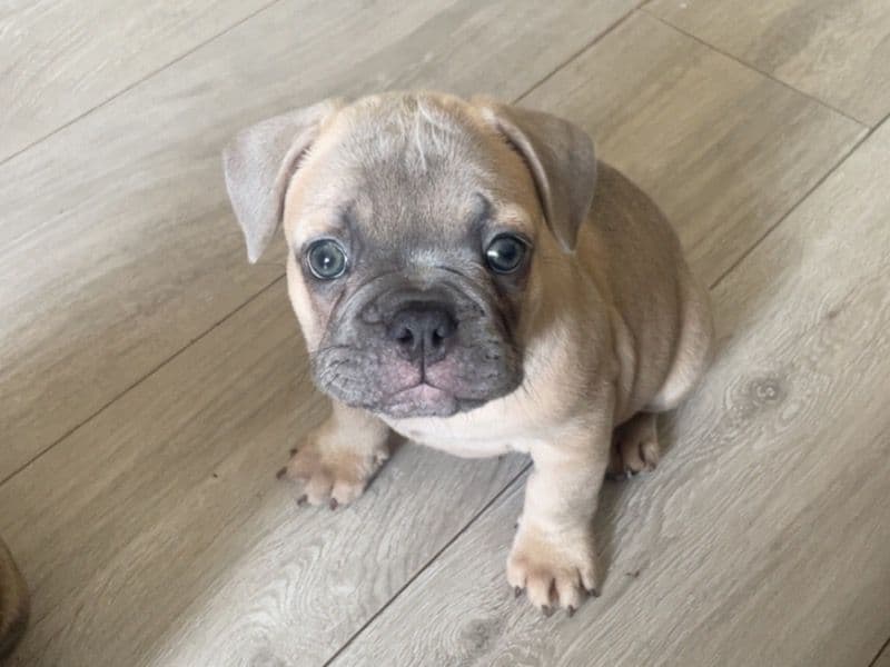 French Bulldog 6 months old female small named Silvz for sale in Derby, England | Petmeetly