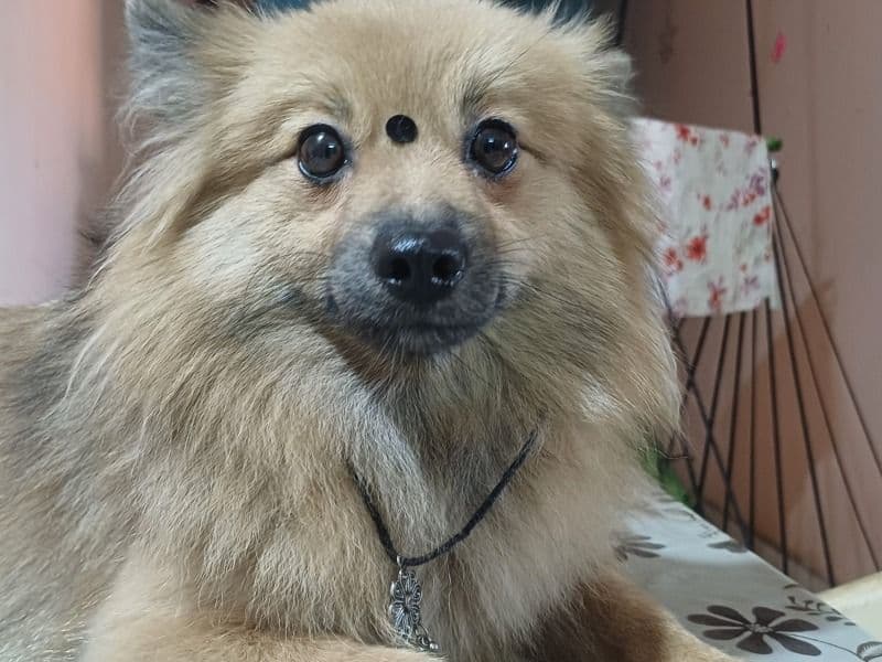 Daizy primary photo