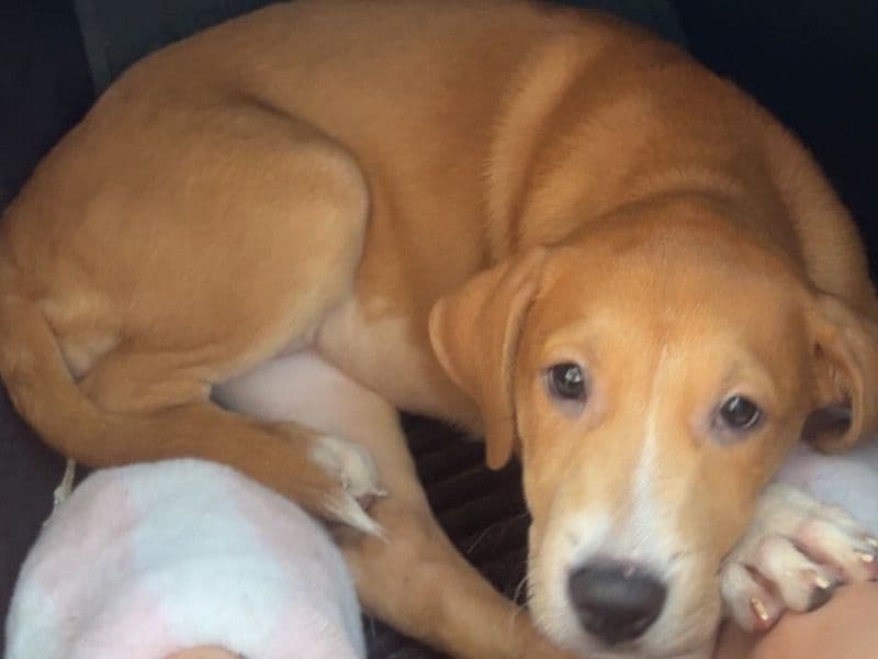 Labrador Retriever 4 months old female medium named Elsa for breeding in Nueces County, Texas | Petmeetly