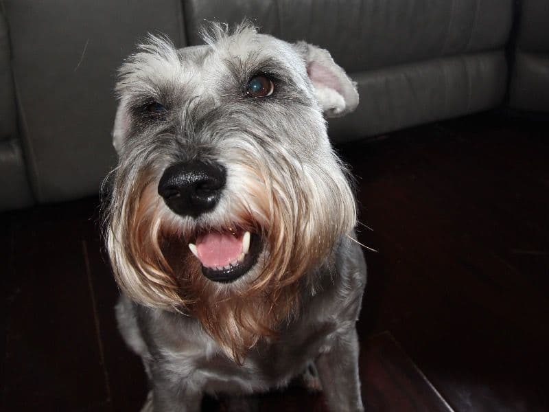 Standard Schnauzer 5 years old male medium named Koby for breeding in Montgomery County, Texas | Petmeetly