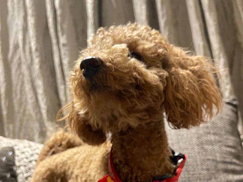 Simba primary photo