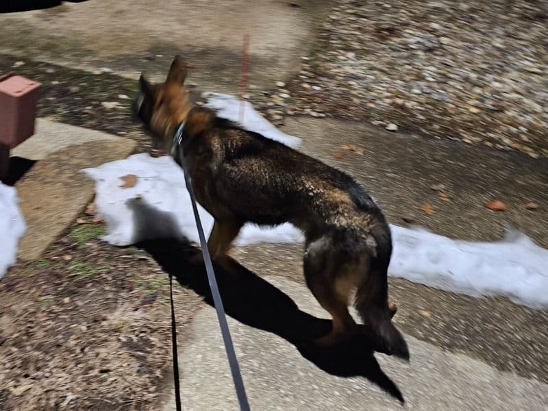 Sable German Shepherd 1 year 2 months old male medium named Mikey for adoption in Champaign County, Illinois | Petmeetly
