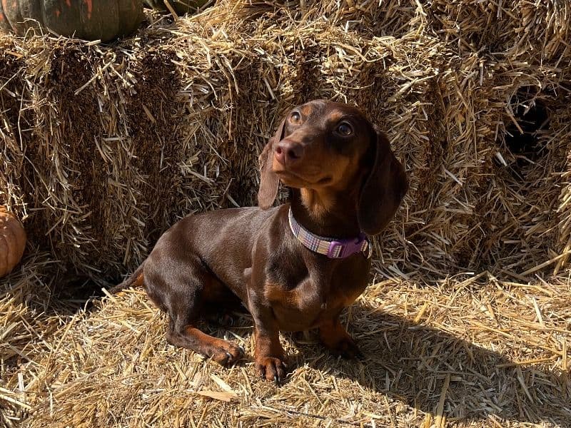 Miniature Dachshund 1 year 11 months old female small named Lady for breeding in Oklahoma County, Oklahoma | Petmeetly