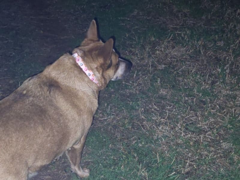 Australian Cattle Dog 4 years 5 months old female medium named Canela for breeding in City of Prospect, South Australia | Petmeetly