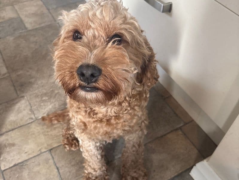 Cockapoo 2 years 8 months old female small named Summer for breeding in Lincolnshire, England | Petmeetly