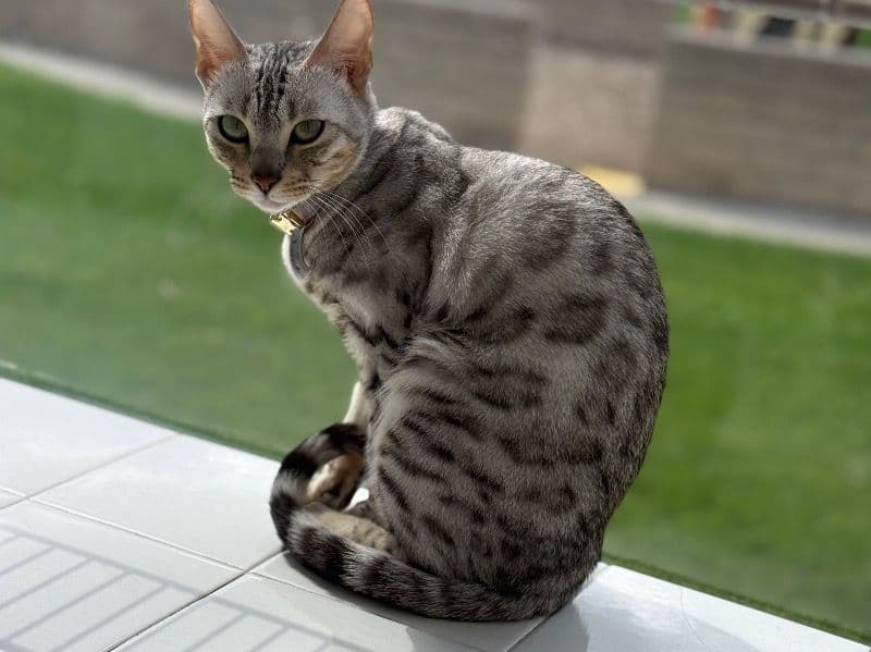 Bengal 2 years old female named Luna for sale in San Bernardino County, California | Petmeetly