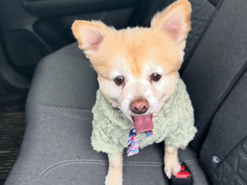 Pomeranian 11 years old male small named Chubby Hibbitts for breeding in Hamilton County, Ohio | Petmeetly