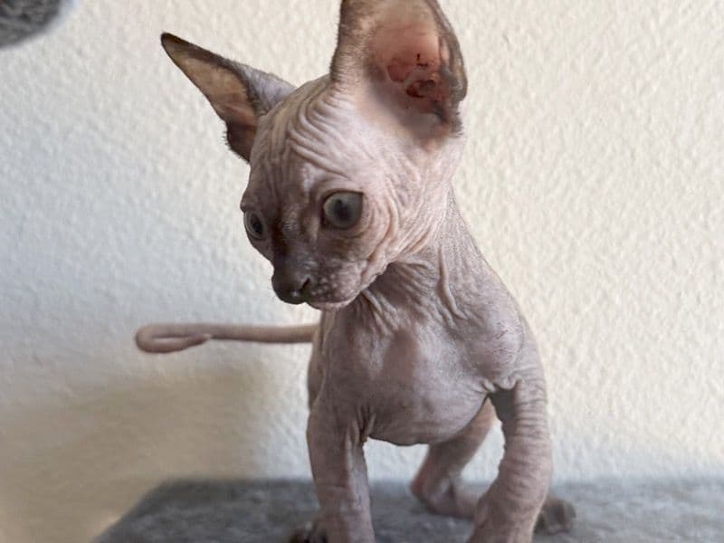 Female Sphynx Kitten primary photo