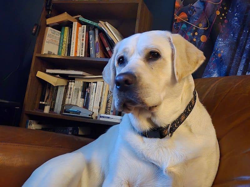 Labrador Retriever 2 years 10 months old male extra large named Lumen for breeding in Hamilton County, Indiana | Petmeetly