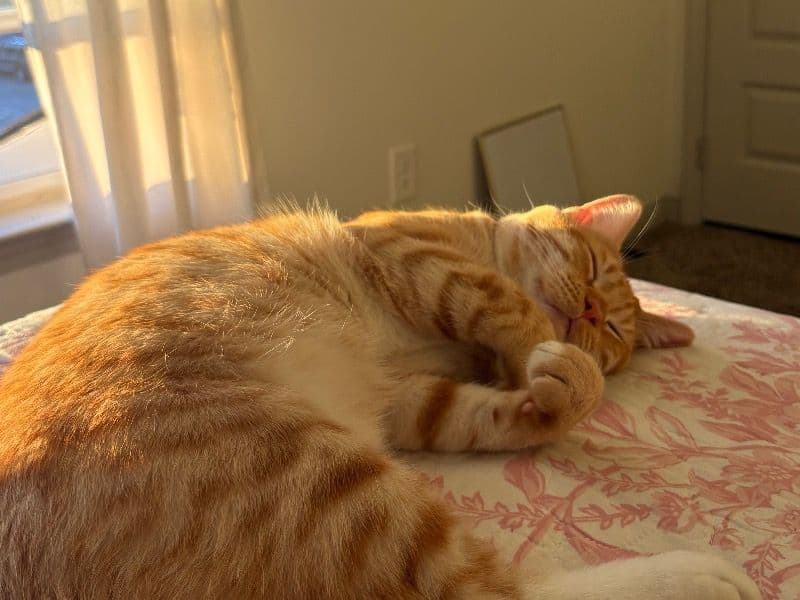 Domestic Shorthair 10 months old male named Pickle for adoption in Hays County, Texas | Petmeetly