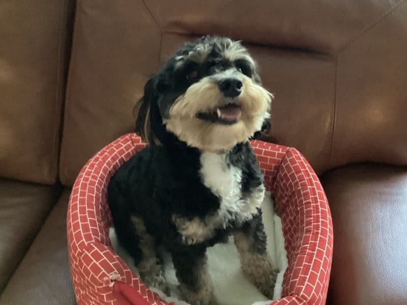Teddy primary photo
