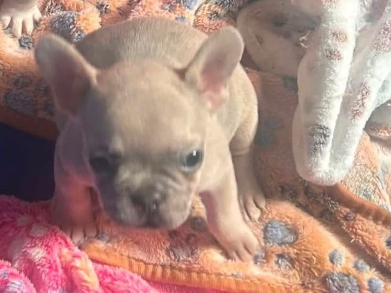 Sandy - French Bulldog | Petmeetly