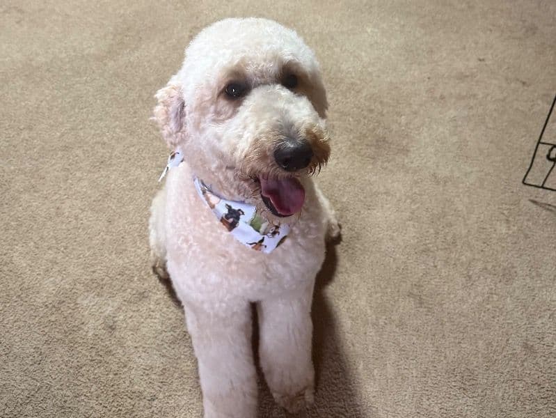 Goldendoodle 1 year 4 months old female medium named Canela for breeding in Loudon County, Tennessee | Petmeetly
