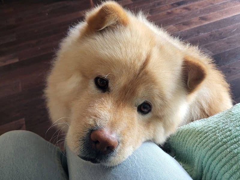 Milky  - Chow Chow success story