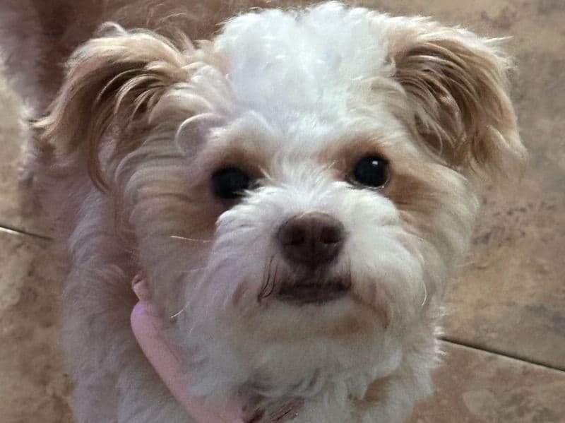 Maltese 1 year 10 months old female small named Nola for breeding in Iberville Parish, Louisiana | Petmeetly