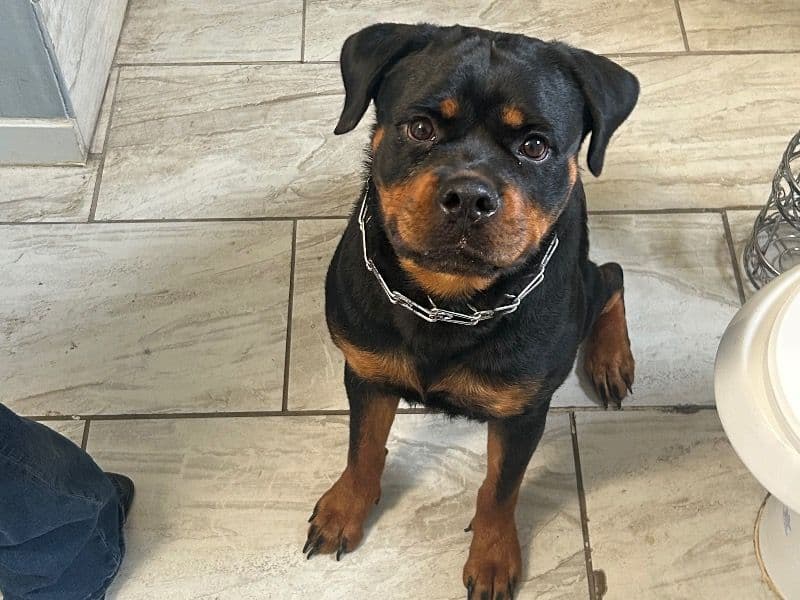 Rottweiler 2 years old female medium named Region for breeding in Hillsborough County, Florida | Petmeetly