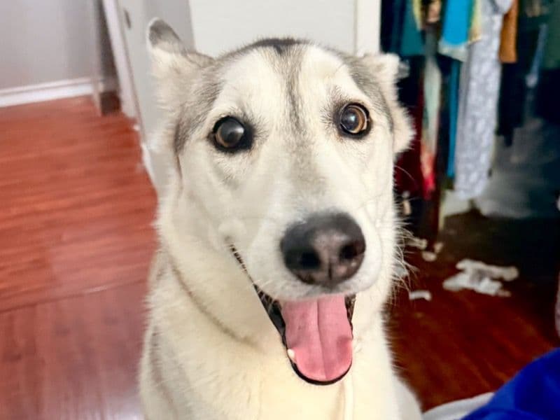Alaskan Husky 3 years old male medium named Pluto for adoption in Bexar County, Texas | Petmeetly