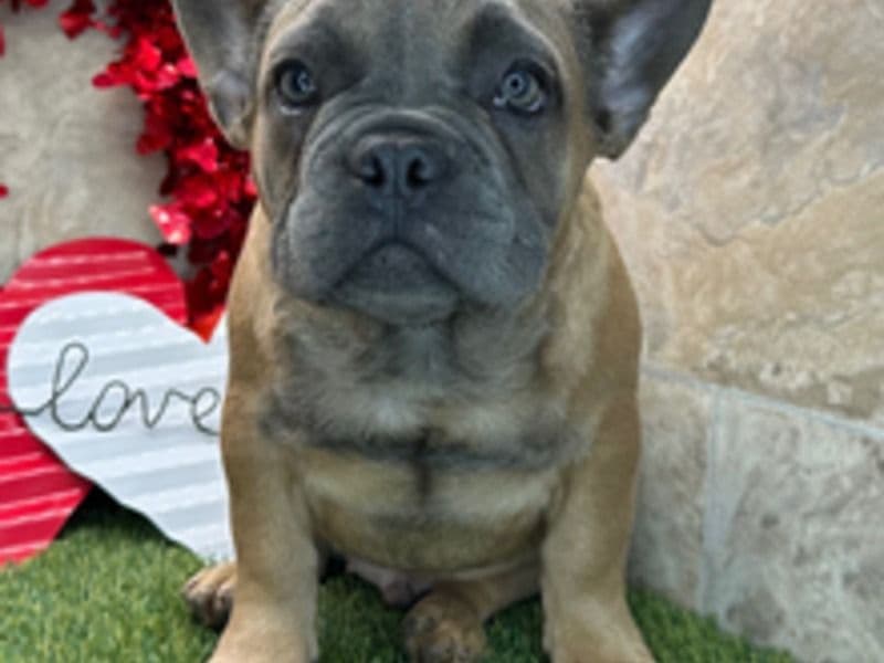 French Bulldog 5 months old male large named Sprout for sale in Harris County, Texas | Petmeetly