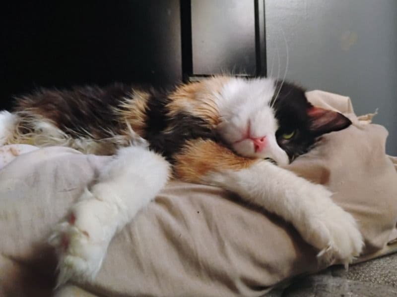 Calico 3 years 2 months old female named Gigi for sale in Genesee County, Michigan | Petmeetly