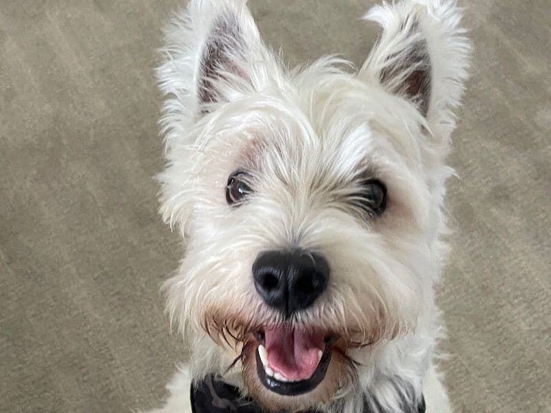 West Highland White Terrier 4 years 6 months old male medium named Buddy for breeding in Palm Beach County, Florida | Petmeetly