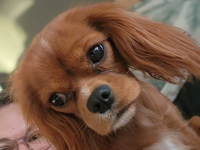 Chilier 1 year 7 months old female small named Phi Phi for breeding in City of Gold Coast, Queensland | Petmeetly