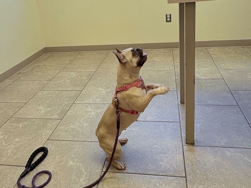 French Bulldog 4 years 4 months old female small named Dior for sale in Middlesex County, Massachusetts | Petmeetly