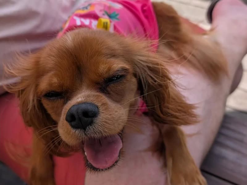 Cavalier King Charles Spaniel 1 year 7 months old female small named Phi Phi for breeding in City of Gold Coast, Queensland | Petmeetly