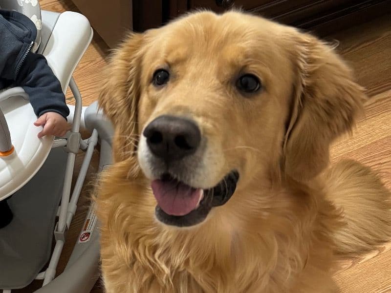 Golden Retriever 5 years old male large named Tobby for breeding in Union County, New Jersey | Petmeetly