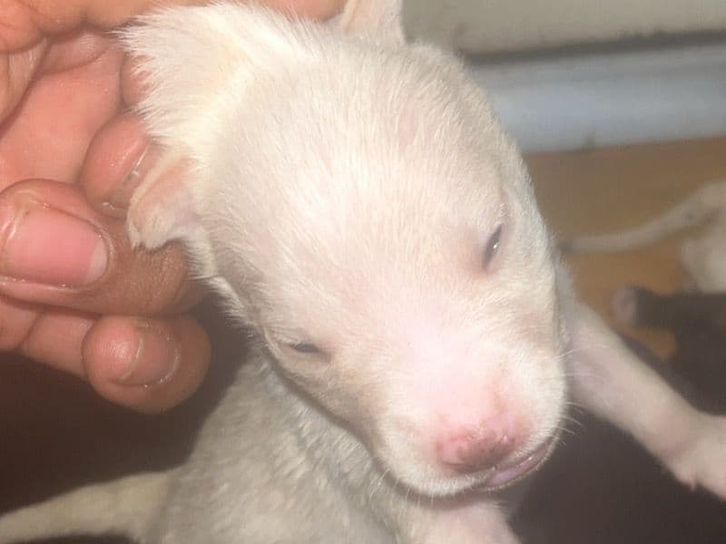 Coconut - American PitBull Terrier | Petmeetly
