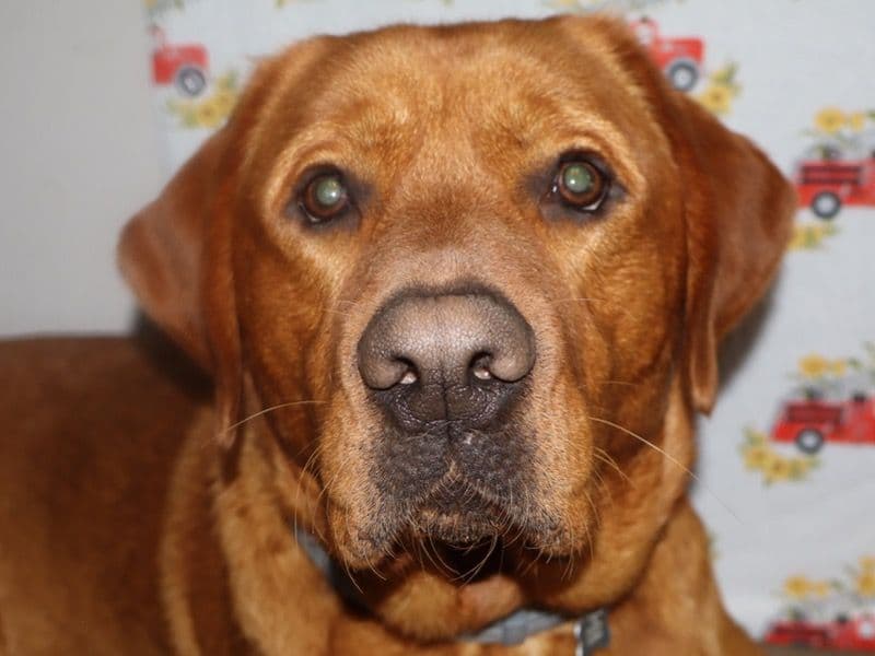 Sir Copper primary photo