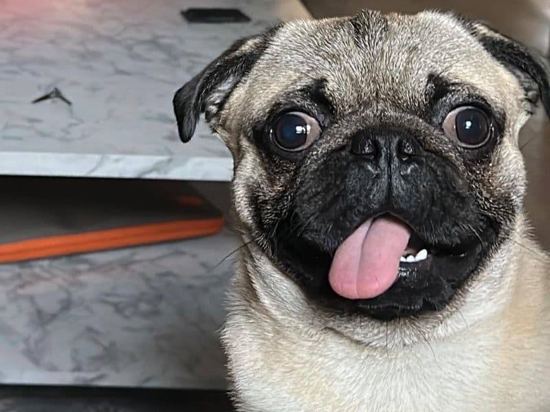 Pug 9 months old male medium named Scott for breeding in Worcester County, Massachusetts | Petmeetly