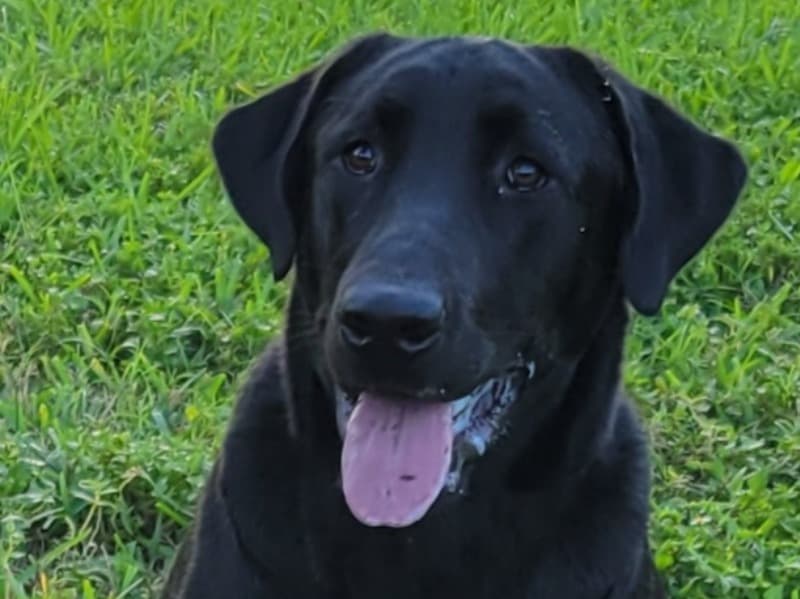 Labrador Retriever 4 years 2 months old male large named Ripp for breeding in Miami-Dade County, Florida | Petmeetly