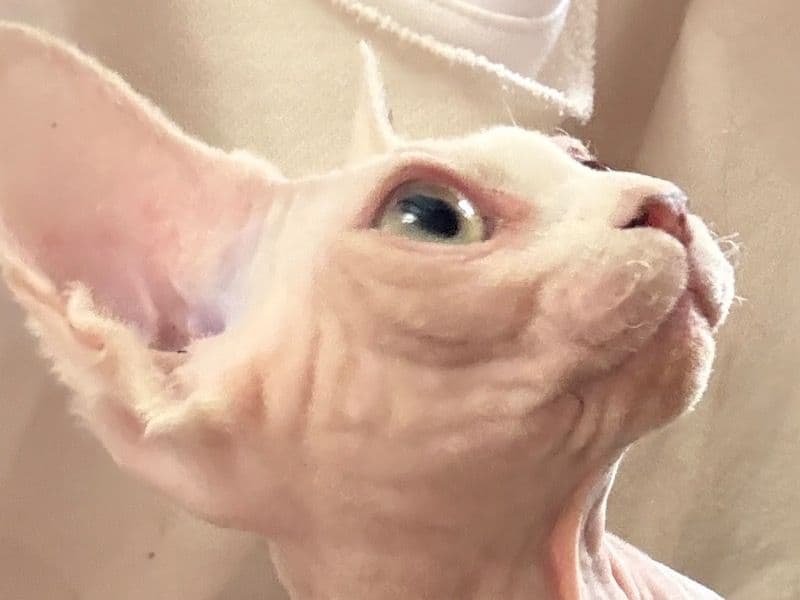 Bambino 4 months old female named Female Bambino for sale in Berks County, Pennsylvania | Petmeetly