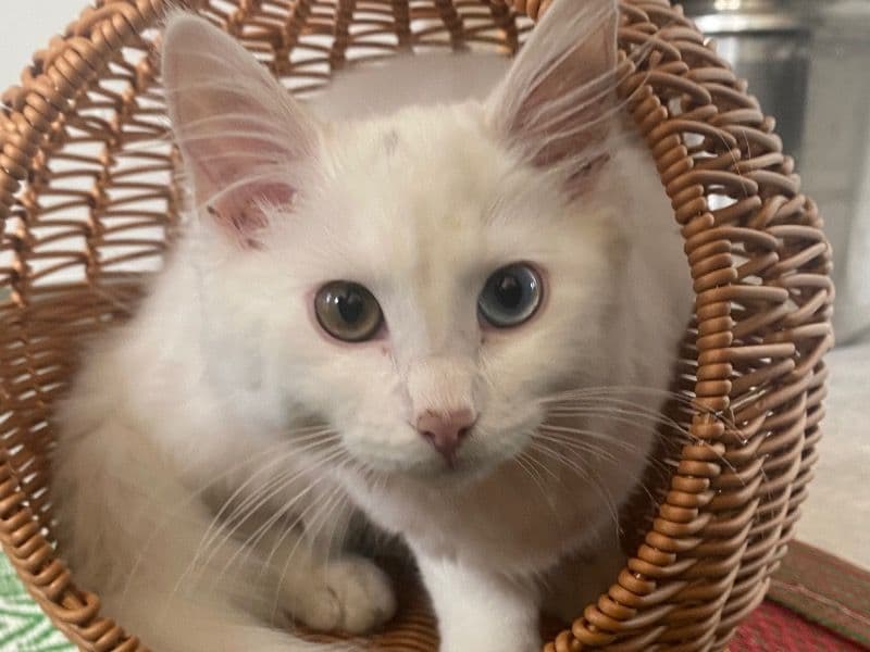 Turkish Angora 9 months old female named Ponyo for breeding in West Midlands, England | Petmeetly