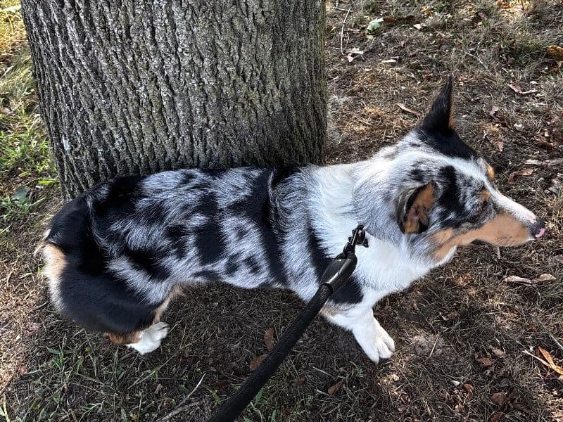 Corgi 2 years 4 months old male medium named Merlin for breeding in Gloucester County, New Jersey | Petmeetly