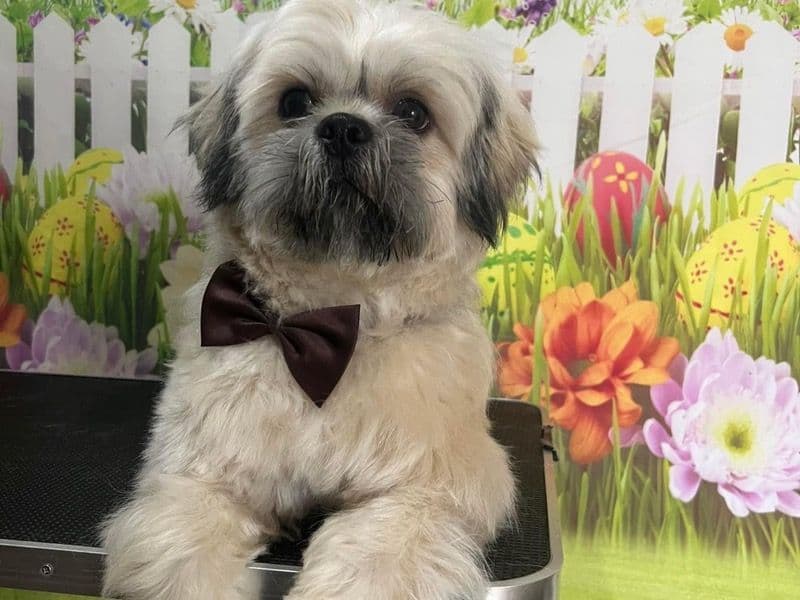 Milo primary photo