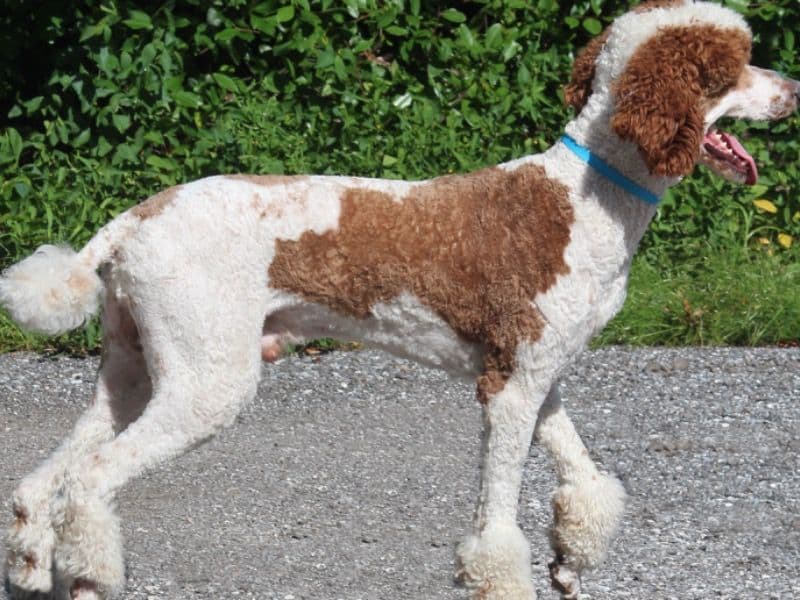Poodle 2 years 4 months old male large named Jamie for breeding in Pinellas County, Florida | Petmeetly