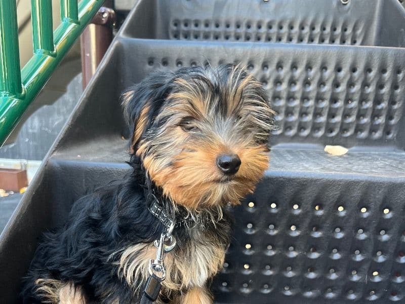 Teddy primary photo