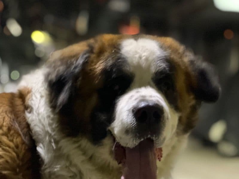 Tieson primary photo